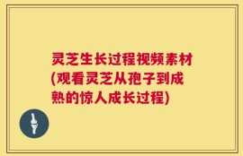 灵芝生长过程视频素材(观看灵芝从孢子到成熟的惊人成长过程)