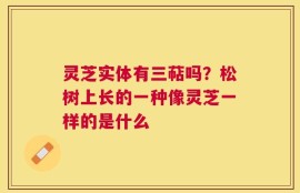 灵芝实体有三萜吗？松树上长的一种像灵芝一样的是什么