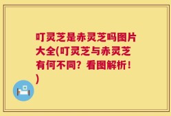 叮灵芝是赤灵芝吗图片大全(叮灵芝与赤灵芝有何不同？看图解析！)