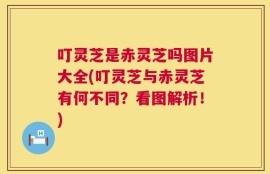 叮灵芝是赤灵芝吗图片大全(叮灵芝与赤灵芝有何不同？看图解析！)