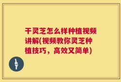 干灵芝怎么样种植视频讲解(视频教你灵芝种植技巧，高效又简单)