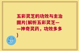 五彩灵芝的功效与主治图片(解析五彩灵芝——神奇灵药，功效多多)