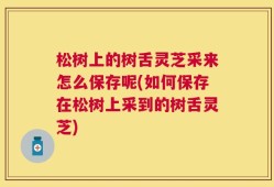 松树上的树舌灵芝采来怎么保存呢(如何保存在松树上采到的树舌灵芝)