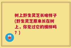 树上野生灵芝长啥样子(野生灵芝原来长在树上，你见过它的模样吗？)