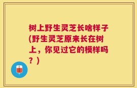 树上野生灵芝长啥样子(野生灵芝原来长在树上，你见过它的模样吗？)