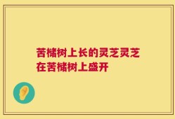 苦槠树上长的灵芝灵芝在苦槠树上盛开