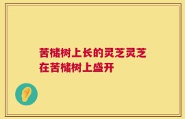 苦槠树上长的灵芝灵芝在苦槠树上盛开