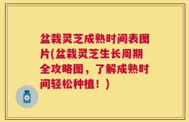 盆栽灵芝成熟时间表图片(盆栽灵芝生长周期全攻略图，了解成熟时间轻松种植！)