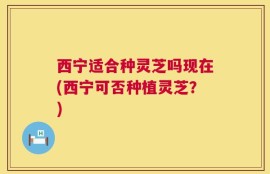 西宁适合种灵芝吗现在(西宁可否种植灵芝？)