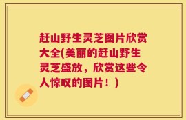 赶山野生灵芝图片欣赏大全(美丽的赶山野生灵芝盛放，欣赏这些令人惊叹的图片！)