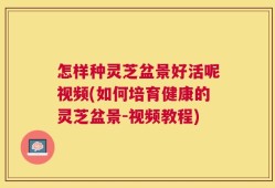 怎样种灵芝盆景好活呢视频(如何培育健康的灵芝盆景-视频教程)