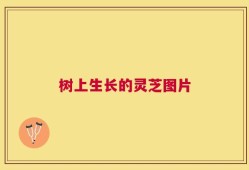 树上生长的灵芝图片