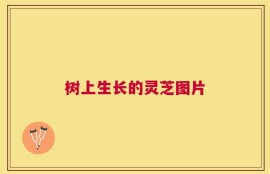 树上生长的灵芝图片