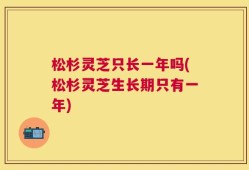 松杉灵芝只长一年吗(松杉灵芝生长期只有一年)