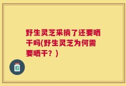 野生灵芝采摘了还要晒干吗(野生灵芝为何需要晒干？)