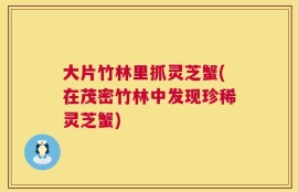 大片竹林里抓灵芝蟹(在茂密竹林中发现珍稀灵芝蟹)