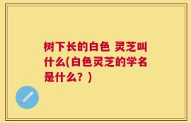 树下长的白色 灵芝叫什么(白色灵芝的学名是什么？)