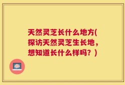天然灵芝长什么地方(探访天然灵芝生长地，想知道长什么样吗？)