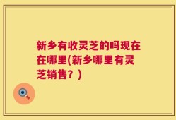 新乡有收灵芝的吗现在在哪里(新乡哪里有灵芝销售？)