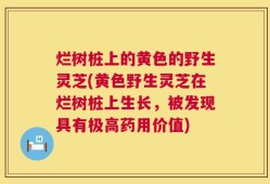 烂树桩上的黄色的野生灵芝(黄色野生灵芝在烂树桩上生长，被发现具有极高药用价值)