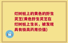 烂树桩上的黄色的野生灵芝(黄色野生灵芝在烂树桩上生长，被发现具有极高药用价值)