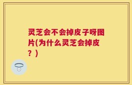 灵芝会不会掉皮子呀图片(为什么灵芝会掉皮？)