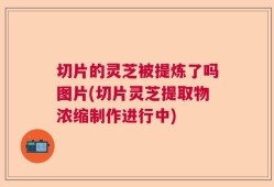 切片的灵芝被提炼了吗图片(切片灵芝提取物浓缩制作进行中)