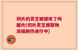 切片的灵芝被提炼了吗图片(切片灵芝提取物浓缩制作进行中)