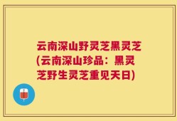 云南深山野灵芝黑灵芝(云南深山珍品：黑灵芝野生灵芝重见天日)