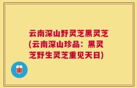 云南深山野灵芝黑灵芝(云南深山珍品：黑灵芝野生灵芝重见天日)