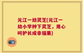 元江一幼灵芝(元江一幼小学种下灵芝，用心呵护长成幸福果)