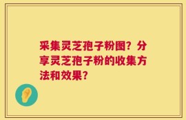 采集灵芝孢子粉图？分享灵芝孢子粉的收集方法和效果？