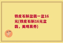 铁皮石斛盆栽一盆16元(铁皮石斛16元盆栽，美观易养)