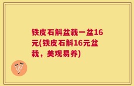 铁皮石斛盆栽一盆16元(铁皮石斛16元盆栽，美观易养)