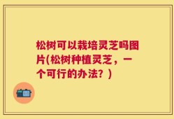 松树可以栽培灵芝吗图片(松树种植灵芝，一个可行的办法？)
