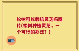 松树可以栽培灵芝吗图片(松树种植灵芝，一个可行的办法？)