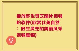 播放野生灵芝图片视频的软件(欣赏壮美自然：野生灵芝的美丽风采视频集锦)