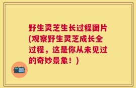 野生灵芝生长过程图片(观察野生灵芝成长全过程，这是你从未见过的奇妙景象！)