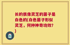 长的很像灵芝的菌子是白色的(白色菌子形似灵芝，何种神奇功效？)