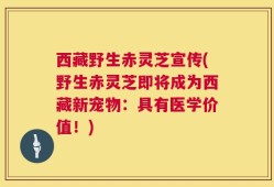 西藏野生赤灵芝宣传(野生赤灵芝即将成为西藏新宠物：具有医学价值！)