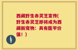 西藏野生赤灵芝宣传(野生赤灵芝即将成为西藏新宠物：具有医学价值！)