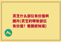 灵芝什么部位有价值啊图片(灵芝的哪些部位有价值？看图就知道)