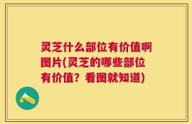 灵芝什么部位有价值啊图片(灵芝的哪些部位有价值？看图就知道)
