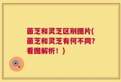 菌芝和灵芝区别图片(菌芝和灵芝有何不同？看图解析！)