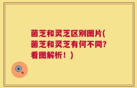 菌芝和灵芝区别图片(菌芝和灵芝有何不同？看图解析！)