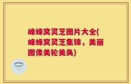 峰蜂窝灵芝图片大全(峰蜂窝灵芝集锦，美丽图像美轮美奂)