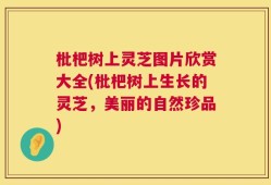 枇杷树上灵芝图片欣赏大全(枇杷树上生长的灵芝，美丽的自然珍品)