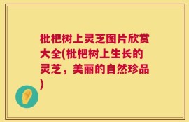 枇杷树上灵芝图片欣赏大全(枇杷树上生长的灵芝，美丽的自然珍品)