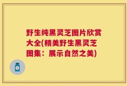 野生纯黑灵芝图片欣赏大全(精美野生黑灵芝图集：展示自然之美)