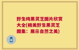野生纯黑灵芝图片欣赏大全(精美野生黑灵芝图集：展示自然之美)